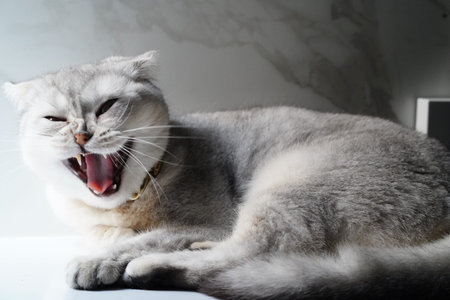 Yawning gray cat with short fur, lying on white surface, showing teeth and relaxed expression,...