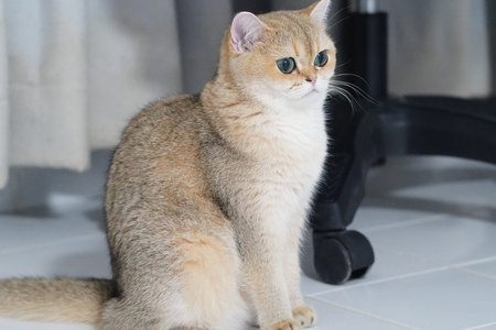 Golden British Shorthair cat green eyes sitting on white tile floor indoor fluffy fur alert expression domestic pet soft lighting relaxed moodの写真素材