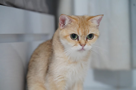 Golden British Shorthair cat green eyes sitting indoors soft fur curious expression white background domestic pet relaxed mood close up portraitの写真素材