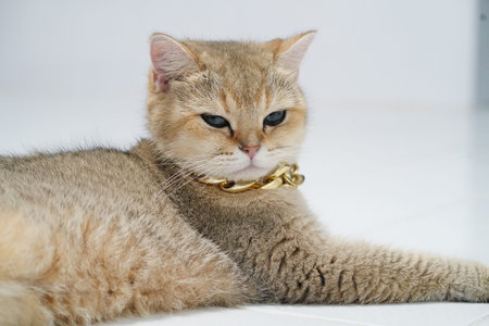 Golden British Shorthair cat lying on white floor, wearing gold collar, relaxed and calm expression, short fur, indoor pet, close up portrait, luxury styleの写真素材