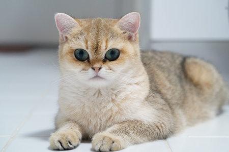 Golden British Shorthair cat green eye fluffy fur lying on white tile floor indoor relaxed adorable pet domestic cute whisker feline short hair round face alert expressionの写真素材