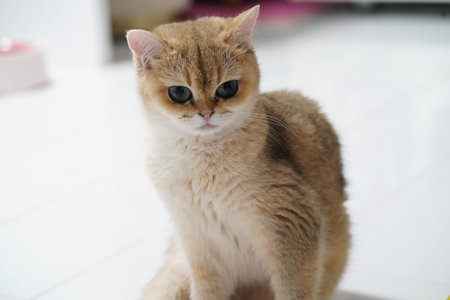 Golden British Shorthair cat with round face, big blue eyes, and soft fur sitting on white floor, looking curious and calm in bright indoor settingの写真素材