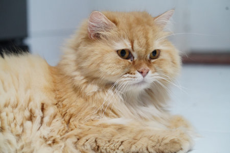 Fluffy orange Persian cat lying on white floor, looking calm and relaxed, with long fur and expressive eyes, indoor pet photography, soft lighting, peaceful moodの写真素材