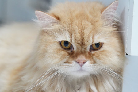 Fluffy cat long hair orange fur close up relaxed domestic animal pet whiskers soft texture calm expression indoor feline mammal cute gentle affectionate serene cozy adorable purebredの写真素材