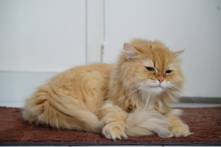 Fluffy orange Persian cat lying on brown mat, relaxed and calm, with long fur and expressive face, indoor pet scene, soft lighting, peaceful atmosphereの写真素材