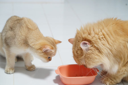 Two fluffy cats, one golden and one cream, on white tiled floor, with golden cat eating from bowl...