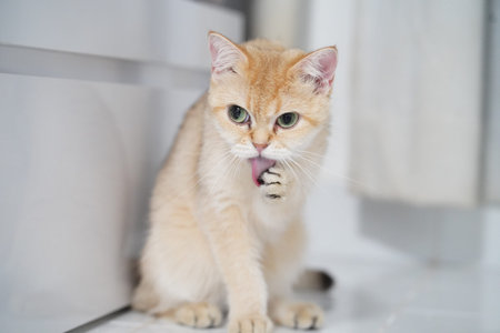 Golden British Shorthair cat green eyes licking paw sitting on white tile floor indoor cute clean relaxed soft fur domestic pet playful moodの写真素材