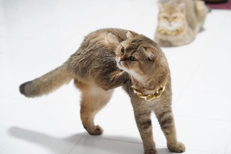 Brown cat gold chain short fur standing white floor curious domestic pet playful alert another cat background luxury collar cute feline whisker animal mammal home relaxed sitting fluffy adorableの写真素材