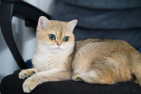 Golden cat green eye short hair domestic relaxed sitting black chair indoor cute alert whisker soft fur pet mammal feline animal adorable calm looking fluffy comfortable resting home beautifulの写真素材