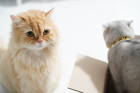 Fluffy cat orange fur blue eyes sitting cardboard box gray cat gold collar domestic pet curious indoor soft light relaxed friendship playful whiskers feline cute adorable animal companionshipの写真素材