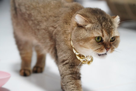 Brown cat short hair green eye gold collar domestic walking indoor curious alert pet felineの写真素材