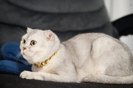 Scottish fold cat silver fur yellow eyes gold collar sitting on black sofa alert expression indoor pet short hair relaxed domestic animalの写真素材