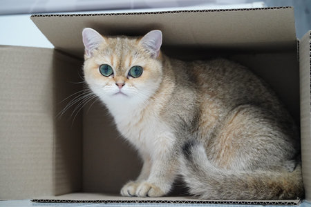 Golden cat with green eyes sitting inside cardboard box curious expression soft fur indoor pet playful mood domestic feline whiskers visible cozy environmentの写真素材