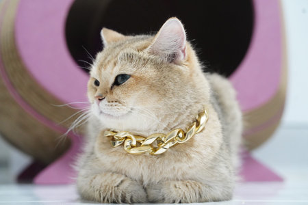 Golden cat luxury pet gold chain short hair feline adorable relaxed domestic animal pink background elegant style cat with golden chain collar short hair and pink background exuding senseの写真素材