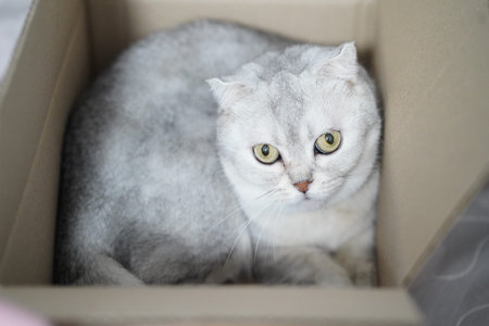 Scottish Fold cat silver fur yellow eyes sitting in cardboard box looking up relaxed indoor pet soft lighting calm mood adorable expressionの写真素材