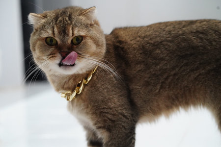 Brown cat with gold chain collar, standing indoors, looking at camera with tongue out, playful and curious expression, short fur, domestic pet, white backgroundの写真素材