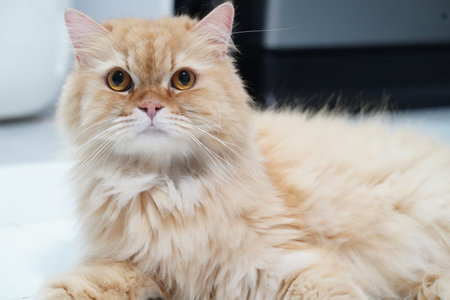 Fluffy orange cat long hair yellow eyes relaxed indoor domestic pet soft fur cute expression...