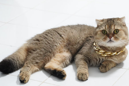 Scottish fold cat fluffy brown fur green eyes white tile floor adorable pet domestic animal playful expressionの写真素材