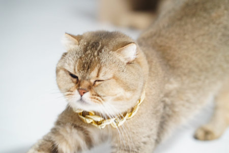 British shorthair cat golden fur stretching wearing gold chain collar relaxed indoor close up cute pet luxury style soft light happy moodの写真素材