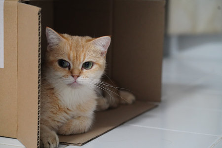 Ginger cat green eyes short hair lying inside cardboard box relaxed indoor white floor curious expression domestic pet whiskers visibleの写真素材