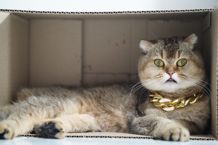 Scottish fold cat gold chain cardboard box relaxed playful curious yellow eyes fluffy fur indoor...