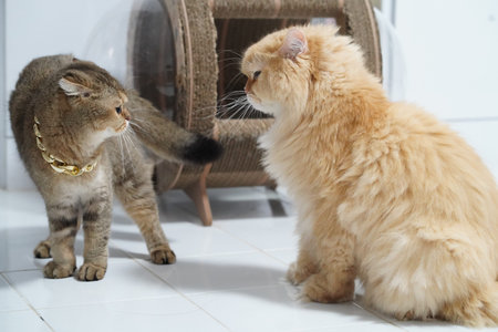 Two cats, one short haired tabby with collar and one long haired orange cat, face each other on...