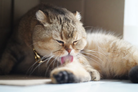 Cat pet feline animal fur whisker domestic cute licking tongue cute domestic cat with soft fur and expressive eyes is licking its paw while relaxing indoors showing calm and content moodの写真素材