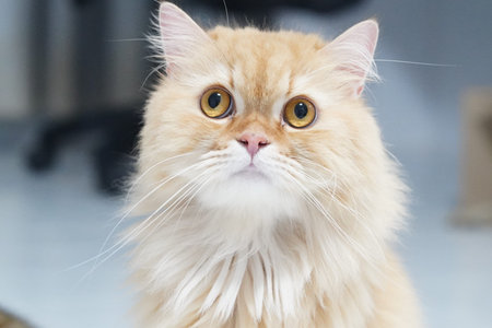Fluffy cat orange fur long hair yellow eyes cute pet indoor whiskers alert expression domestic...