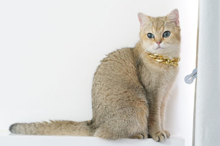 Golden British Shorthair cat with blue eyes sitting on white shelf, wearing collar, looking curious...