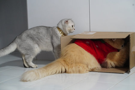 Two adorable cats, one gray and one fluffy orange, play together as orange cat hides inside...