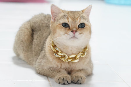 Golden brown cat, blue eyes, wearing chunky gold chain necklace, lying on white tile floor, indoor, luxury pet, relaxed and confident expressionの写真素材