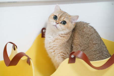 Cute British Shorthair cat with green eyes sitting in yellow basket, looking curious and relaxed, indoor pet scene with soft lighting and playful moodの写真素材