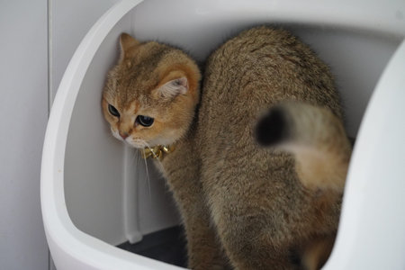 Cat pet feline brown short hair domestic animal litter box bathroom cute gold collar whisker ear tail eye fur indoor hygiene clean mammal sitting looking alert curious healthy young small fluffyの写真素材