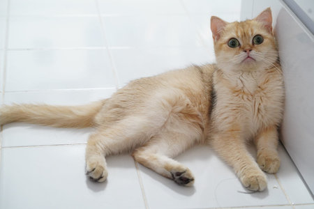 Golden cat green eye short hair lying on white tile floor relaxed domestic pet cute alert expression indoor fluffy fur clean environmentの写真素材