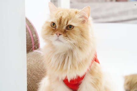 Fluffy orange cat long hair wearing red harness sitting indoors looking calm white background pet feline domestic animal cute expression relaxed moodの写真素材
