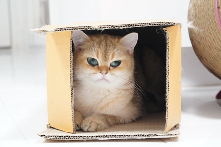 Cute cat brown fur green eyes lying inside cardboard box playful curious expression indoor white floor cozy relaxed moodの写真素材