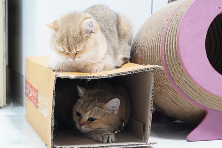 Two adorable British Shorthair cats, one resting on top of cardboard box and other relaxing inside, with pink and beige cat scratcher nearby, create cozy and playful indoor sceneの写真素材