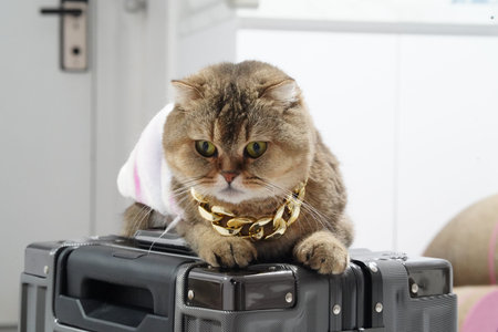 Cat gold necklace suitcase luxury pet brown fur adorable fashion home playful stylish feline cute domestic animal jewelry travel confident sitting modern interior pampered fluffy expressiveの写真素材