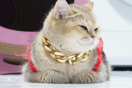 Chubby cat golden chain red harness sitting indoor cute fluffy relaxed luxury pet feline adorable domestic animal stylish confident short hair playful pampered content white background fashionの写真素材