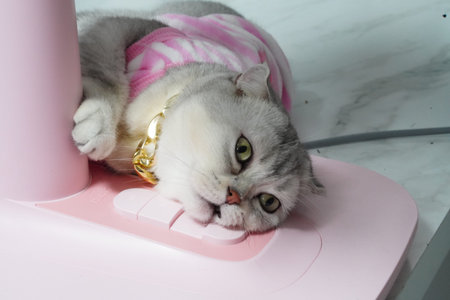 Gray cat gold collar pink sweater lying on pink plastic relaxed playful domestic marble floor cute petの写真素材