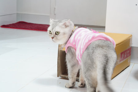 Cat feline pet gray fur pink shirt standing cardboard box white floor indoor curious expression. gray cat wearing pink shirt stands near cardboard box white tiled floor looking curious and alertの写真素材