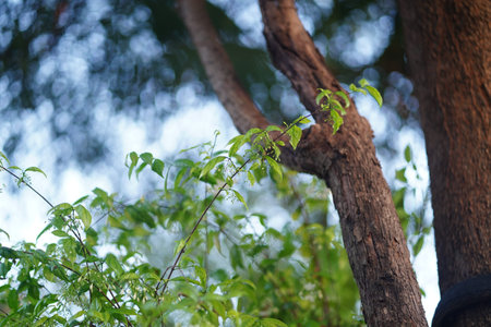 Tree trunk green leaf branch nature outdoor sunlight summer forest growth peaceful create tranquil...