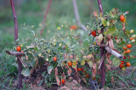 Cherry tomato plant vegetable garden ripe unripe red green outdoor organic healthy agriculture summer fresh food farming leaf nature growth harvest soil vine small round edible nutrition backyardの写真素材