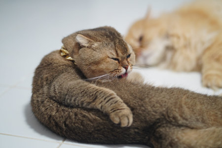 Brown cat grooming itself on white tile floor, wearing gold collar, with another fluffy cat in...