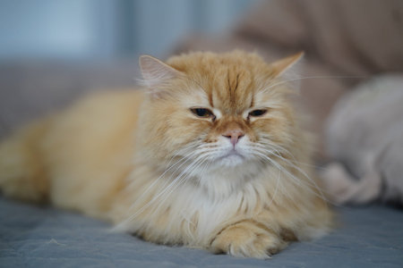 Fluffy cat orange fur long whisker relaxed lying bed indoor pet feline sleepy expression soft focus...