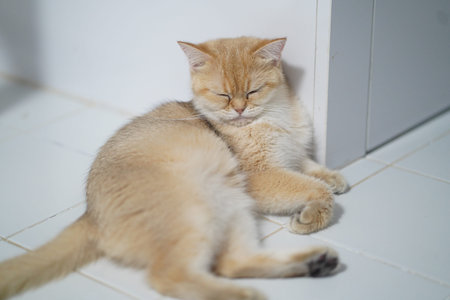 Sleepy cat golden fur lying on white tile floor relaxed domestic pet closed eyes indoor peaceful...