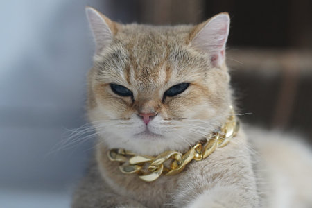 Luxury cat gold chain blue eyes fluffy fur relaxed domestic animal close up stylish confident...