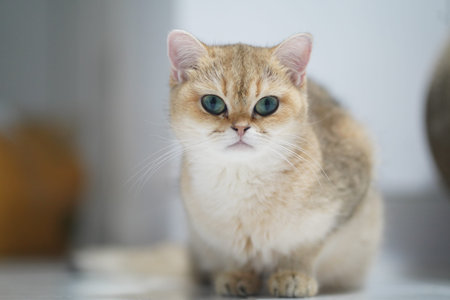 Golden British Shorthair cat green eyes sitting indoors looking curious and calm soft fur domestic...