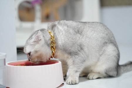 Gray cat gold chain eating pink bowl white floor indoor pet feline luxury relaxed short hair domestic animal cute modern home healthy mealtime pampered stylish content whiskers adorable sittingの写真素材
