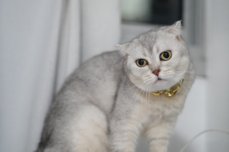 Scottish Fold cat gray fur yellow eyes gold collar sitting indoors looking curious and calm white...